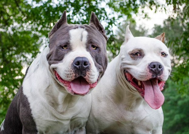 Free the breed! How we treat animals reflects how our community is.